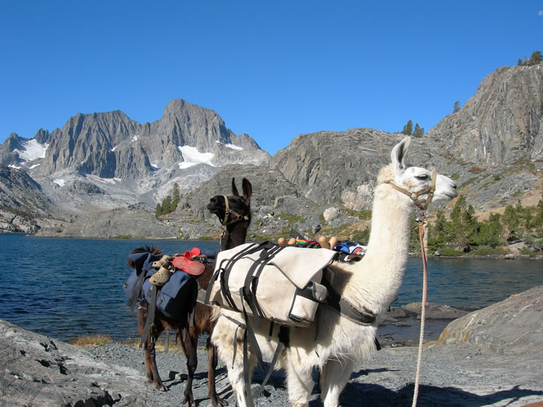 Explore The Sierra With The Help of Llama Packers